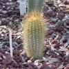 Micranthocereus_estevesii_1